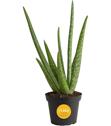 Amazon.com: Aloe Vera -Juice Medicinal Tropical Plant Live 6'' pot From Jm  Bamboo : Patio, Lawn & Garden
