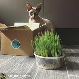 Cat FurNature Cat Grass 4 Pack All-in-One Kits UK Grow Your Own view 5