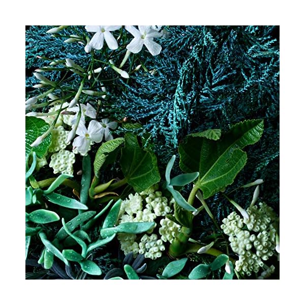 Molton-Brown-Coastal-Cypress-Sea-Fennel-Bath-and-Shower-Gel-300ml Molton Brown Coastal Cypress Sea Fennel Bath and Shower Gel,300 ml (Pack of 1)