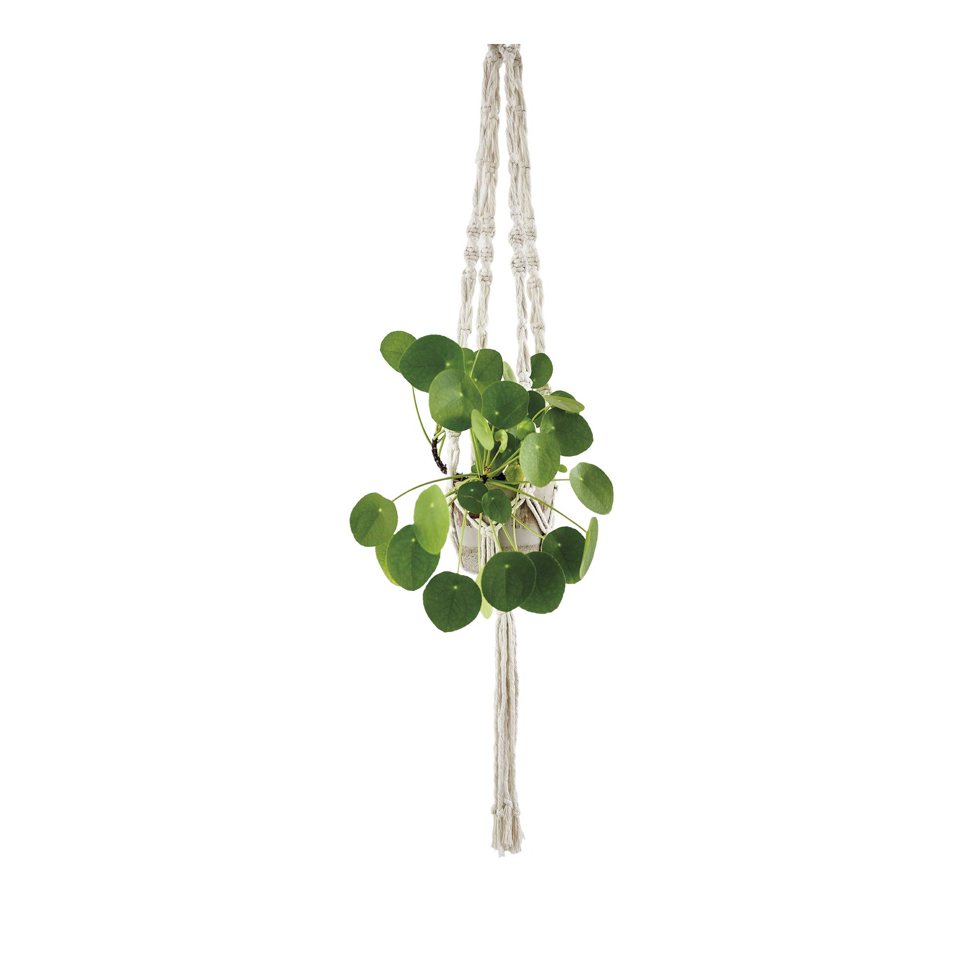 My Life Handmade 663721 DIY Macrame Plant Hanging Kit, Cream, Finished Size 140.97cm x 6.03cm x 3.18cm