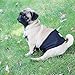 Wegreeco Brown Black Male Dog Belly Band (Pack of 2) - Washable Dog Diapers for Males (Medium,16