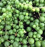 Hirt's Gardens String of Pearls - Senecio - Easy to Grow - 4" Pot