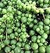 Hirt's Gardens String of Pearls - Senecio - Easy to Grow - 4" Pot primary