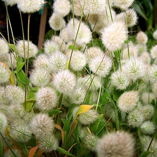 Bunny Tails Ornamental Grass 20 Seeds, 250 mg Grass