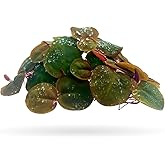 Aquarigram 60+ Leaves Red Root Floaters Live Floating Plants for Aquarium (Phyllanthus Fluitans)&hellip;