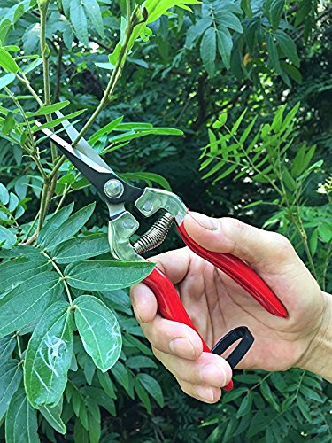 Roontin Pruning Shears, SK-5 Steel Blades Bypass Pruner with Non-Slip Ergonomics Handles and Safety Lock for Tree Trimmers Secateurs, Hand Pruners,Gardening Scissors and More (Pruning Scissors)