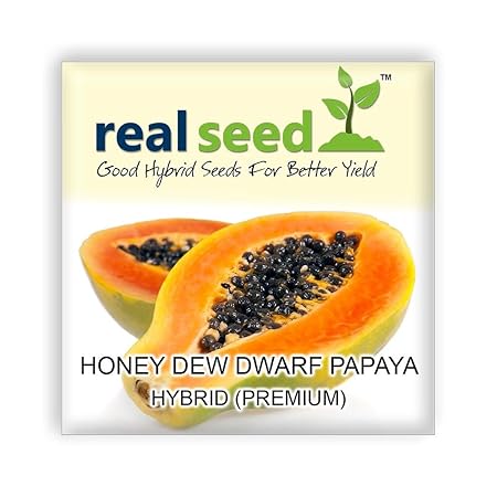 Honey Dew Dwarf Papaya Hybrid Imported Fruit Seeds