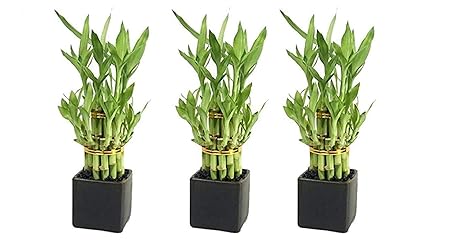Generic Lucky Bamboo Plant For Home Decor Garden Decoration Combo