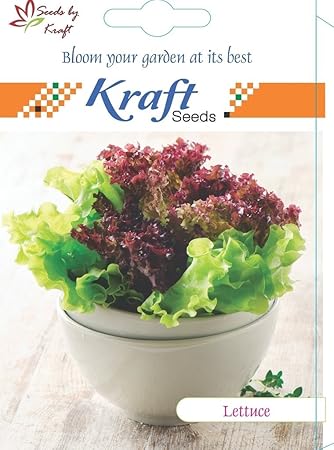 LETTUCE ICEBERG IMPROVED QUALITY SEEDS BY KRAFT SEEDS