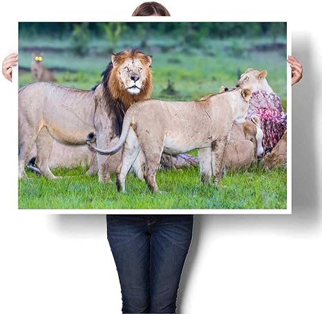 Amazon Mannwarehouse 壁掛け 野生のアフリカのライオン 新鮮な殺し屋を食べる バッファロー装飾ファインアートキャンバスプリントポスター K インチ X L 16インチ K 32 X L 24 アートフレーム ポスター オンライン通販