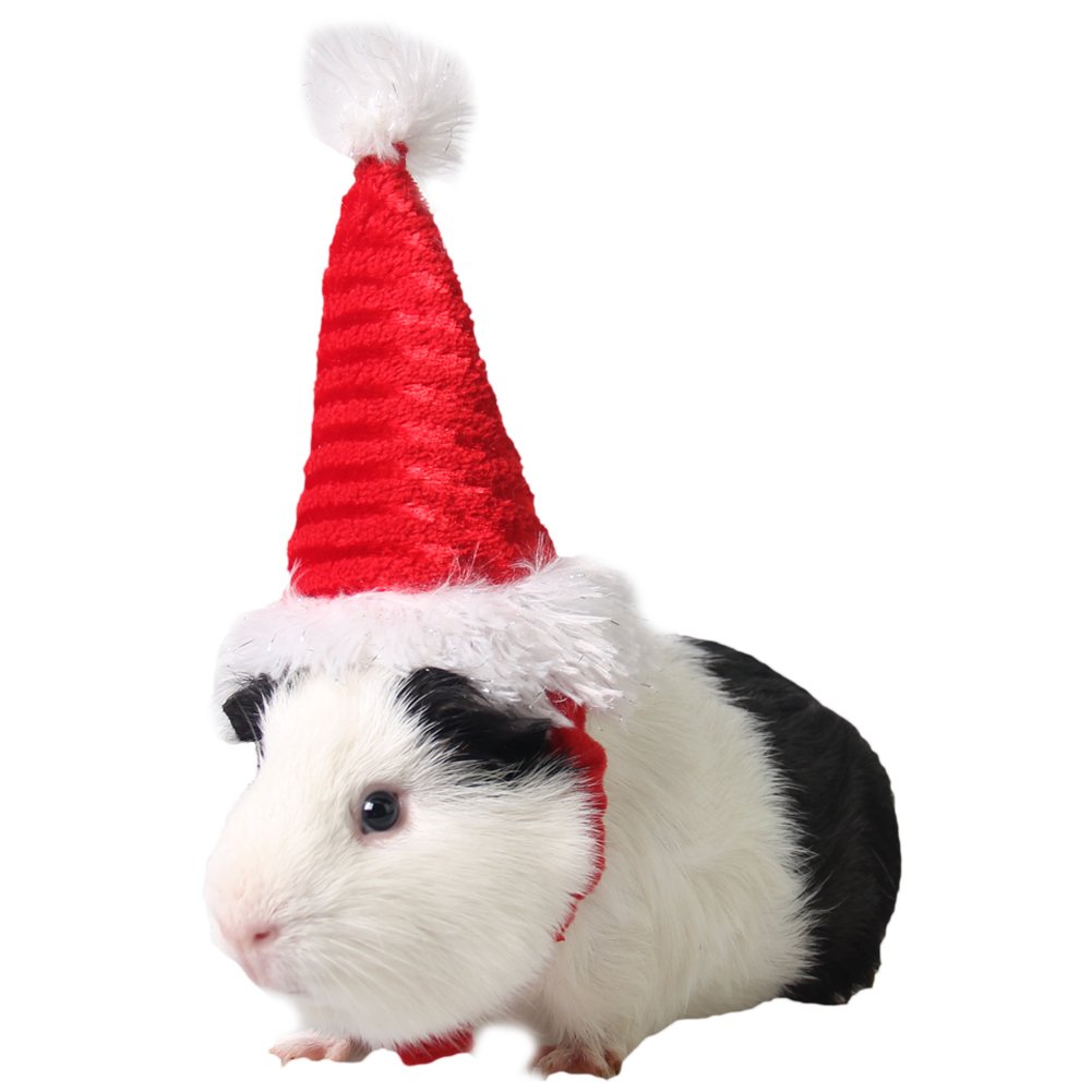 Animaux De Compagnie Zuckerti Neuf Lave Vaisselle Bonnet Chapeau Pour Fete Halloween Noel Noel Anniversaire Costume Pour Chats Chats Chiot Hamster Rongeur Cochon Dinde Rats Petit Rongeur Petits Animaux Lapin Lapin Animal Jeux