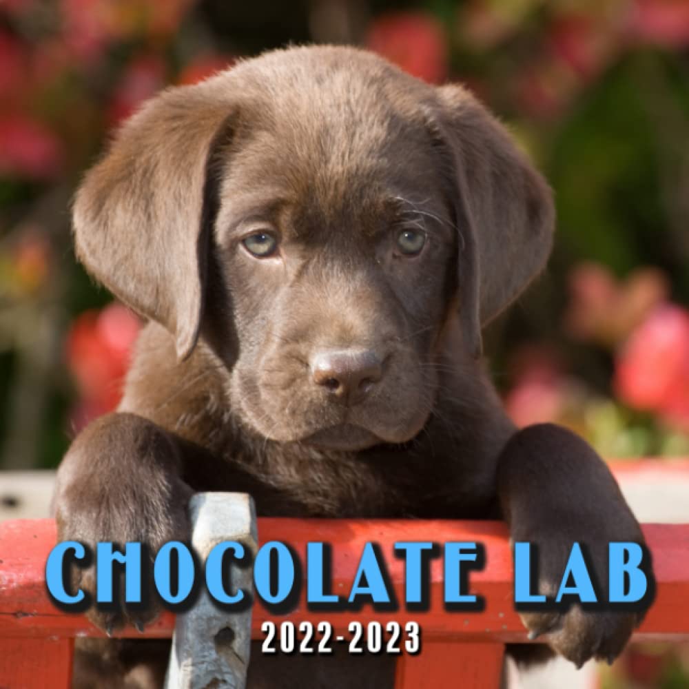 miniature chocolate lab