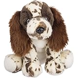 springer spaniel teddy