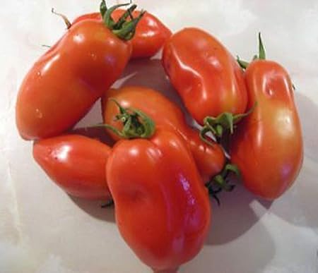 Portal Cool 15 semillas de tomate San Marzano 2 - Huerto: Amazon ...