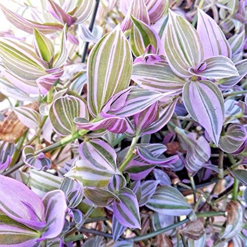 Tradescantia Fluminensis Lilac Wandering Jew Lilac - Rare House plant