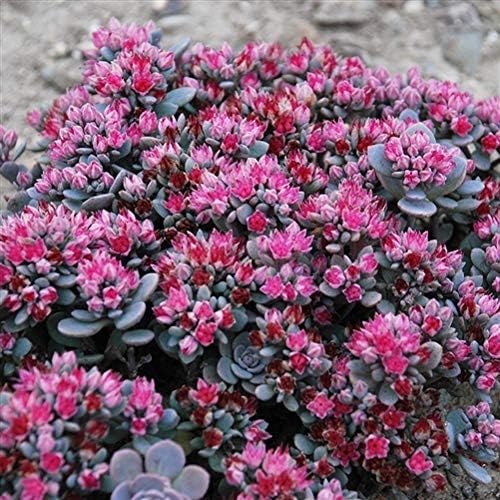 Sedum Sunsparkler® 'Blue Elf' Perennial Alpine Plug Plants Pack x6