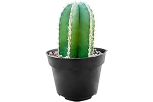 Sprout N Green Mexican Fence Post Cactus | Pachycereus marginatus, 4" to 6" High Live Cacti Plant, Office Home Décor