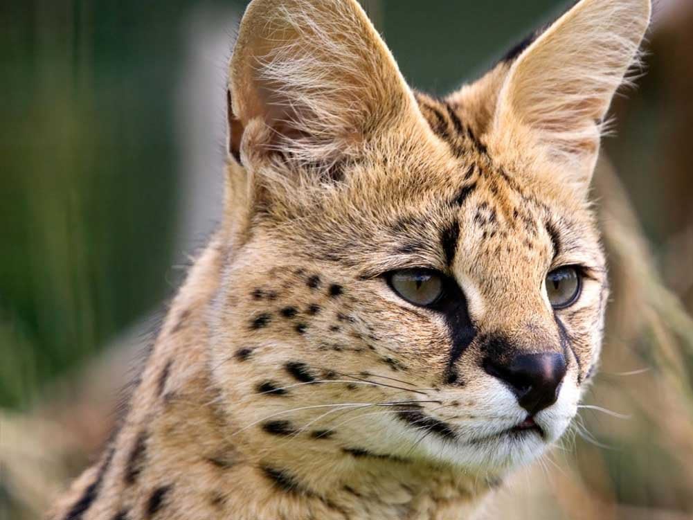 male serval