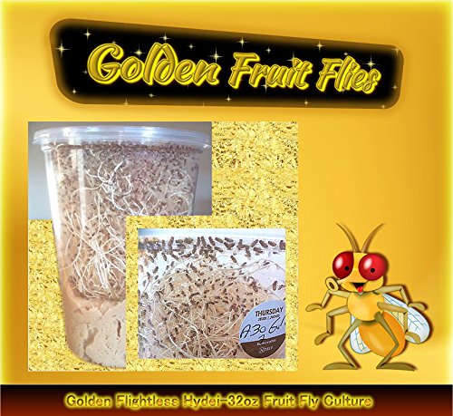Fruit Fly Starter Culture (Golden Drosophila Hydei - Flightless) + FREE Fruit Fly Culture Kit
