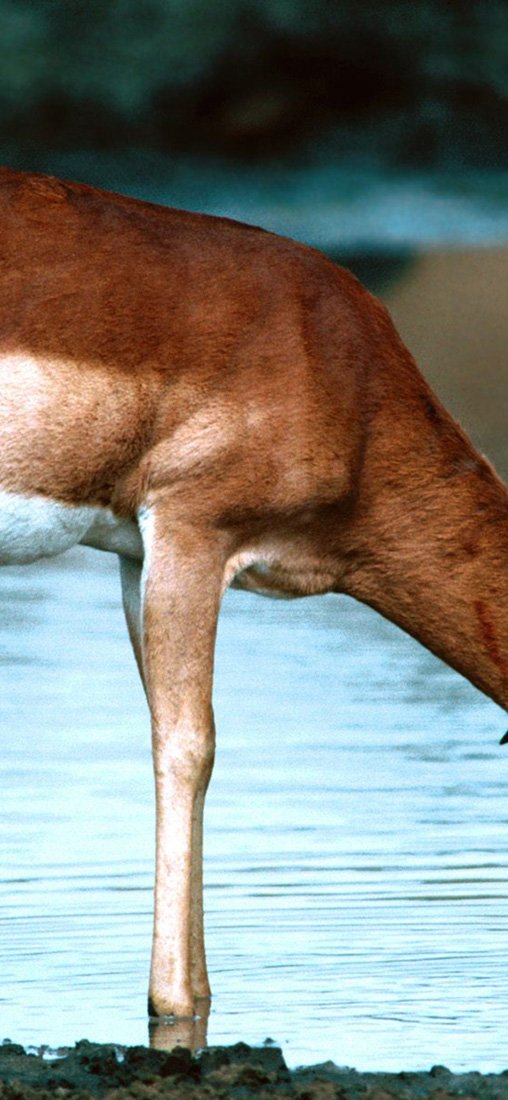 PeelitStickit Deer, Animal Wall Murals ID-025, vinyl