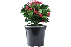 American Plant Exchange Live Crown of Thorns 'Red' – 6-Inch Pot – Flowering Succulent with Thick Stems and Bright Red Blooms, Drought-Tolerant Easy Care Plant for Sunny Windows, Patios & Gardens