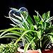 Creative Love Heart Shaped Hand Blown Clear Glass Flower Automatic Waterer Plant Self Watering System for Garden House Outdoor Small Plant Potted Plant Water Bottle Waterer Container (Sweet Heart)thumb 1