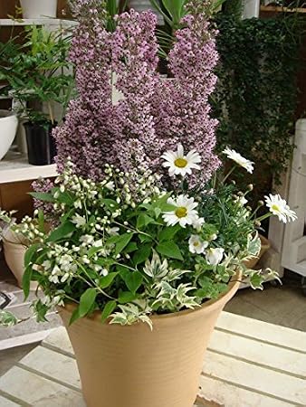 蛇の目エリカ（ジャノメエリカ）の季節のお花で寄せ植え コンテナガーデン おまかせピック付き　テラコッタ鉢植え