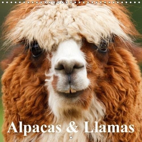 Alpacas & Llamas 2018: Beautiful Animals of South America (Calvendo Animals) Calendar – 1 April 2017