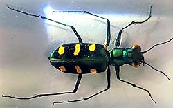 44mm Real Indonesian Tiger Beetle in Crystal Clear