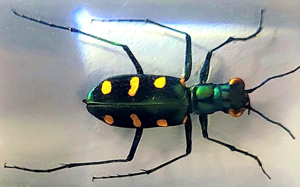 44mm Real Indonesian Tiger Beetle in Crystal Clear