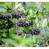 100 Black Chokeberry Seeds – Aronia Melanocarpa – Grow Your Own Antioxidant-Rich Superfood Berry Tree – Hardy, Fast-Growing, Ideal for Garden or Container Planting