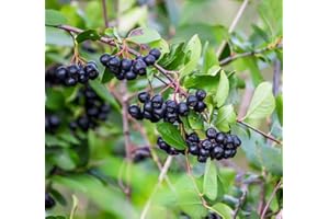 CZ GRAIN 100 Black Chokeberry Seeds for Planting - Aronia melanocarpa - Aronia Berry Tree