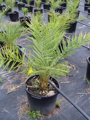 buy date palm tree medjool 4 ft tall by hardy palm tree farm online at low prices in india amazon in buy date palm tree medjool 4 ft tall