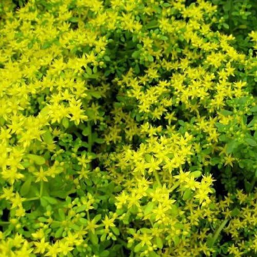 50 Bonsai Plants Sedum Seeds Flower Indoor Evolutionary Air
