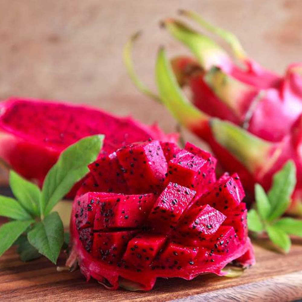 Amazon ドラゴンフルーツ 赤肉 果樹苗 10 5cmポット 1個 サボテンの仲間 丈夫で育成が簡単 花は月下美人に似ており 一晩限り咲く豪華な花は美しく 南米では 貴族の夫人 と呼ばれています 市場で流通している果実は早取りされ蒸熱処理を施されて甘みが乗ってい