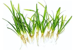 Planterest - 10 x Dwarf Sagittaria Subulata Pusillus Clump Freshwater Live Aquarium Plant BUY2GET1FREE