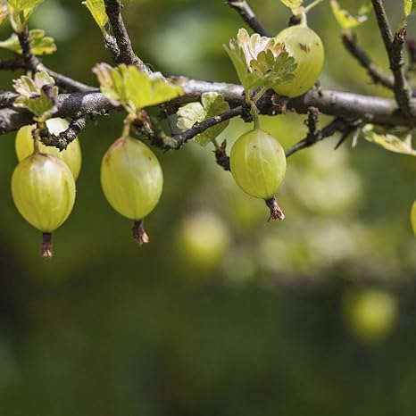 Amazon グーズベリーの苗木 品種で選べる果樹苗木 2年生 挿木苗 12cmポット 平均樹高 40cm 1個 ポット植えなのでほぼ年中植付け可能 別名 スグリ セイヨウスグリ アメリカスグリ グズベリー 栄養価が非常に高く注目を集めている果樹です 市場に出回っている