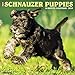 Just Schnauzer Puppies 2018 Wall Calendar (Dog Breed Calendar)