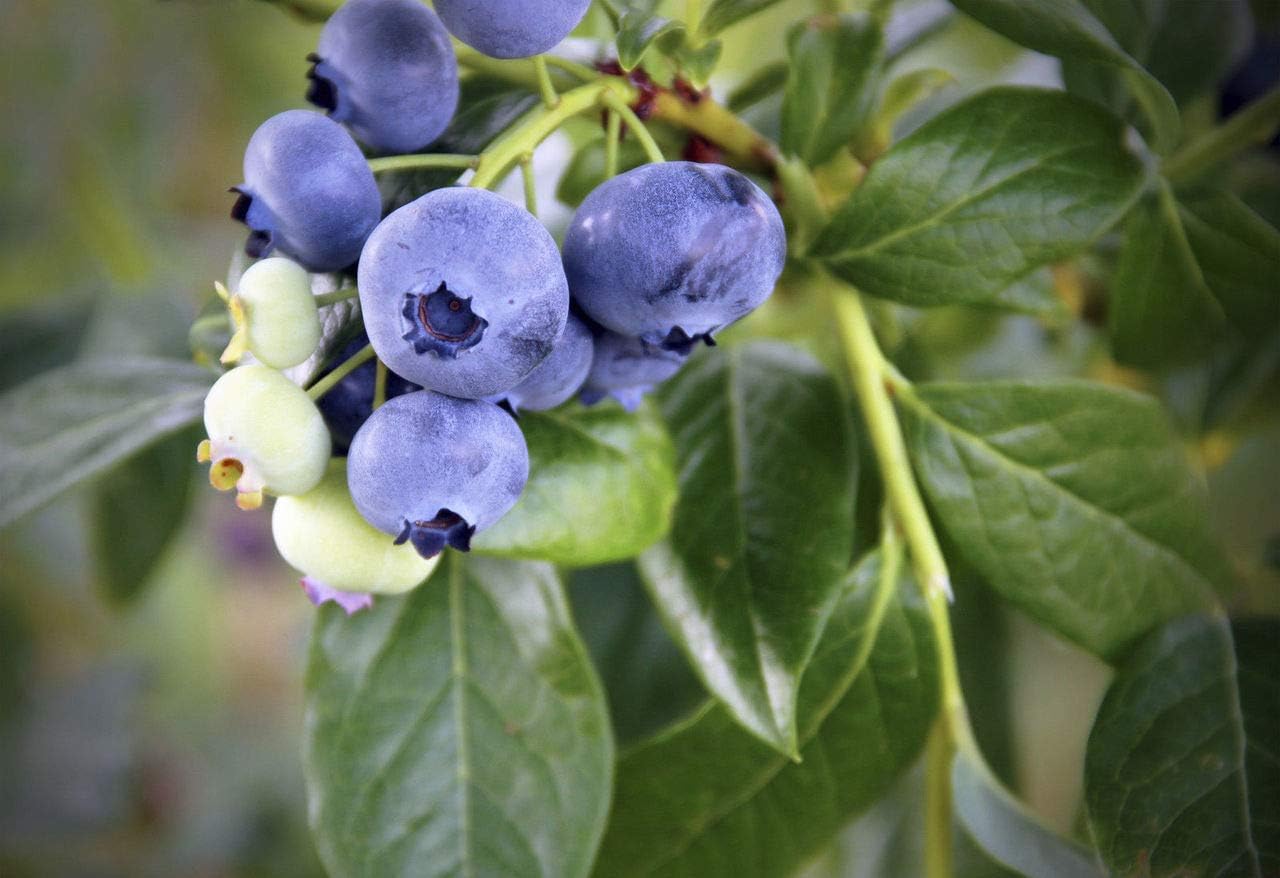 1 'Duke' Blueberry/Vaccinium cor. 'Duke' 25cm in 9cm Pot 3fatpigs