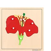 MONTESSORI OUTLET Nature Materials Flower Puzzle Early Preschool Learning Toys for 3-12 Year Old Kids and Toddler