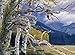Cobble Hill Great Grey Owl Jigsaw Puzzle, 1000-Piece