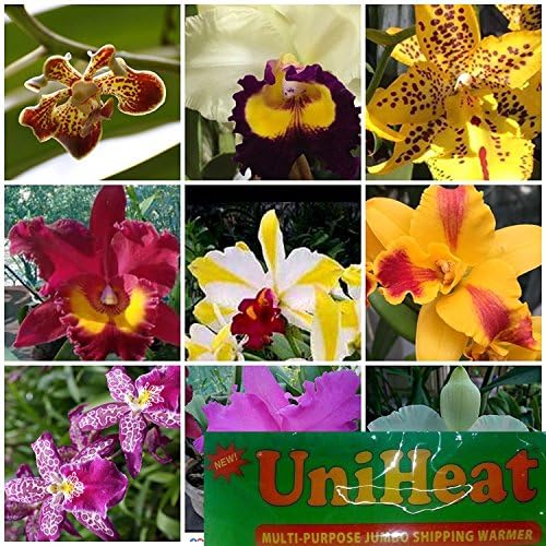 5 Live Orchid Plants +HP(Cattleya, Oncidium, Dendrobium, Vanda, and Phalaenopsis) + Heat Pack