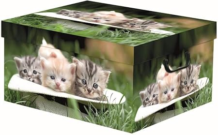 FAG - Caja baúl de cartón para Ropa, 50 x 39 x 25 cm: Amazon.es: Hogar