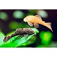 Swimming Creatures 2 Bristlenose Pleco Shortfin (3cm+) & 2 Albino Bristlenose Pleco Shortfin (3cm+) Freshwater Aquarium Fish Live Arrival Guarantee (Pack of 4 Fish)