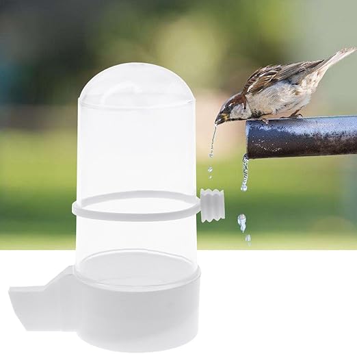 canary bird supplies