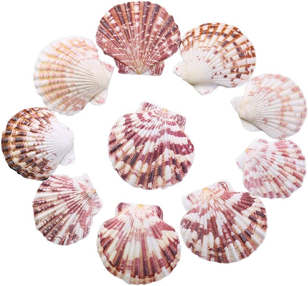 Vase Fillers - LUCKY BABY Scallop Shell Natural Seashell from Sea Beach for DIY Crafts Decor for Wedding Decor Beach Theme Party, Home Decorations, Fish Tank 1 Box (50 pcs)…
