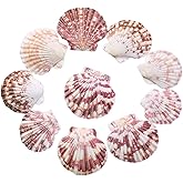 Scallop Shell Natural Seashell from Sea Beach for DIY Crafts Decor for Wedding Decor Beach Theme Party, Home Decorations, Fish Tank 1 Box (50 pcs)…