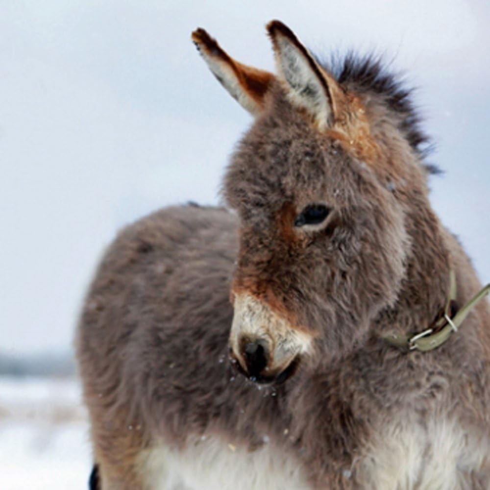 Donkey in Collar Charity Christmas Cards Pack of 5