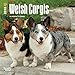 Welsh Corgis 2018 Calendar