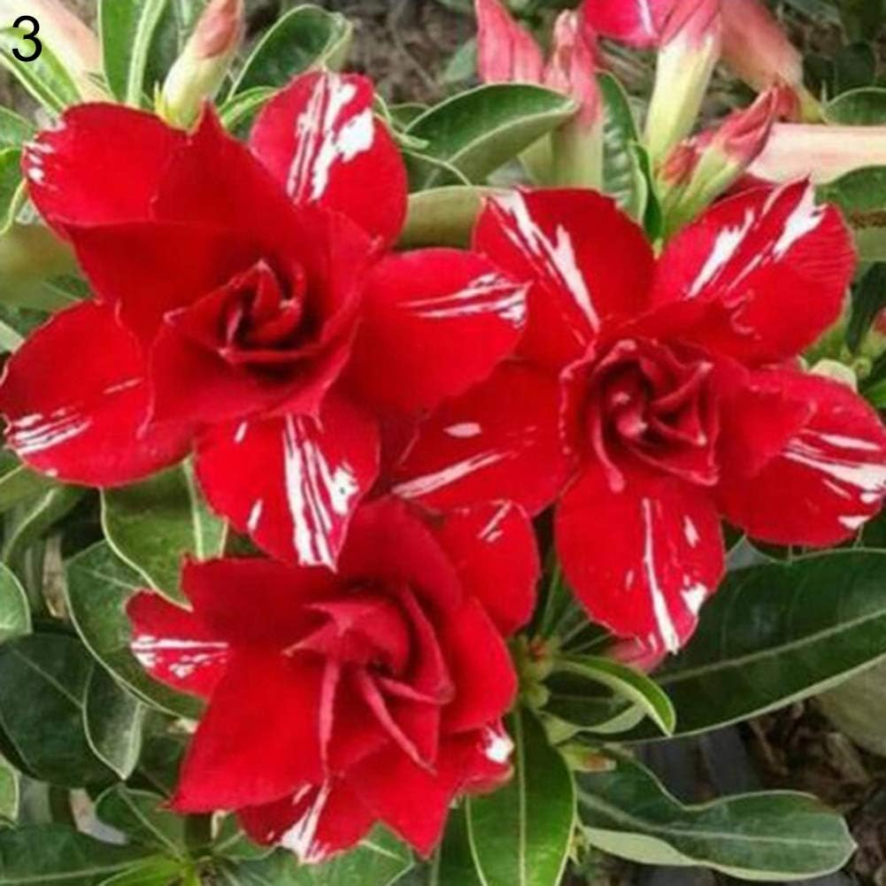 Adenium Obesum Seeds,20Pcs Adenium Obesum Desert Rose Seeds Flower Plant Bonsai Office Garden Decor 3# Desert Rose Seeds